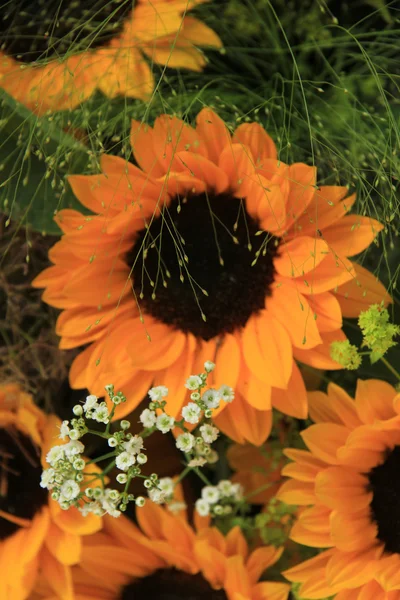 Girasoles — Foto de Stock