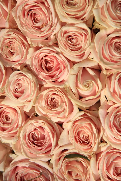 Pink wedding roses — Stock Photo, Image