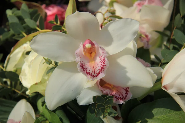 Cymbidium orchid — Stock Photo, Image