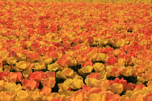 Tulipas amarelas e laranja — Fotografia de Stock