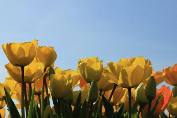 Желтые и оранжевые тюльпаны — стоковое фото