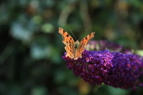 Метелик кома або альбом Polygonia C — стокове фото