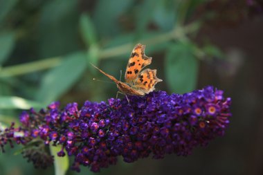 virgül kelebek veya polygonia c albüm