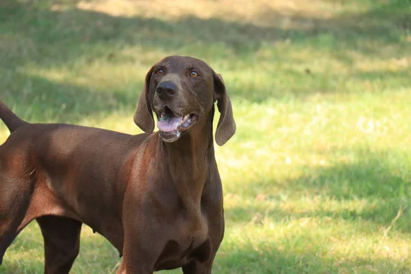 Alemão Shorthaired Pointer Anos Idade Sólido Fígado Fêmea Cão — Fotografia de Stock