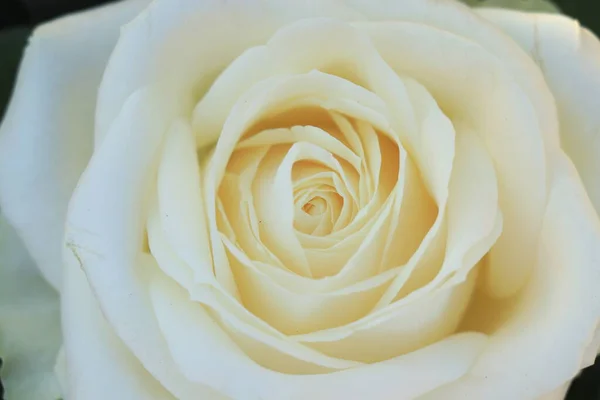 Primer Plano Una Sola Rosa Blanca Arreglo Floral — Foto de Stock