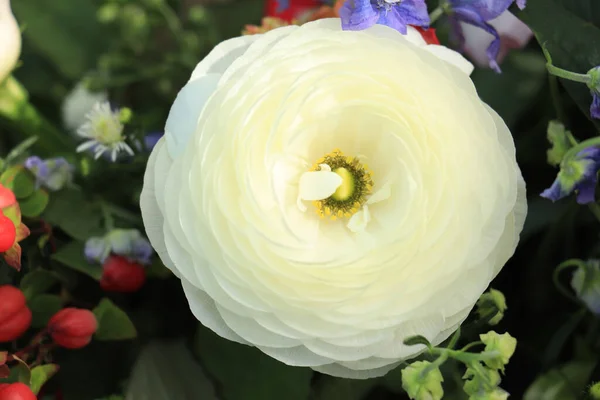 Duży Biały Ranunculus Bukiecie Ślubnym — Zdjęcie stockowe