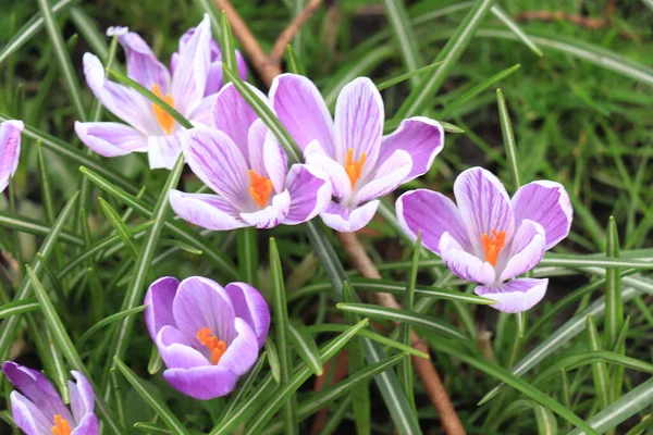 Group Purple White Crocuses Grass — Stock Photo, Image