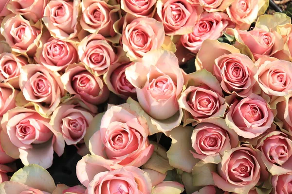 Свіжі Блідо Рожеві Троянди Композиції Весільних Квітів — стокове фото