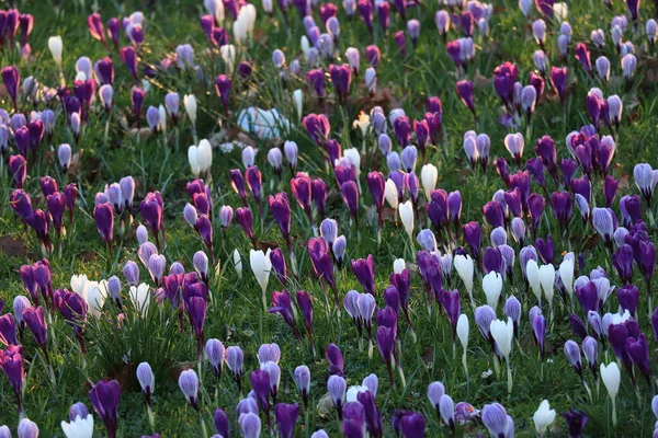 番红花在各种色调的紫色和白色字段中 — 图库照片