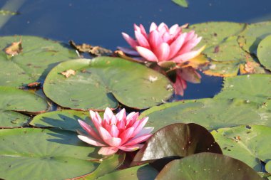 Pembe nilüferler güneşli bir gölde yüzerler