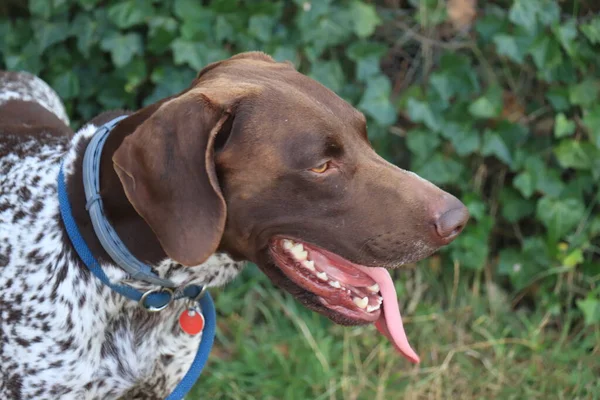 Duitse Kortharige Pointer Jaar Oude Mannelijke Hond Lever Wit Tikte — Stockfoto