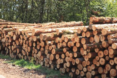 Fransız ormanında büyük bir odun yığını.