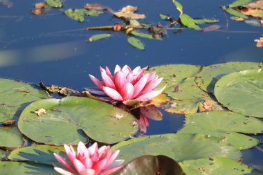 Pembe nilüferler güneşli bir gölde yüzerler