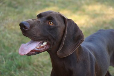 Alman Shorthair Pointer, 3 yaşında katı karaciğer erkek köpek