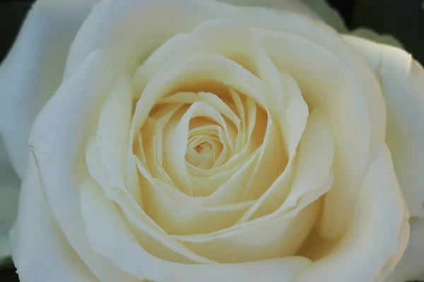 Primer Plano Una Sola Rosa Blanca Arreglo Floral — Foto de Stock