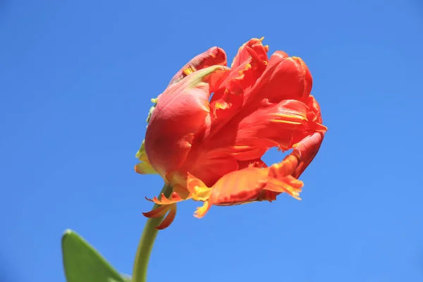 Orangefarbene Papageientulpen Großaufnahme Mit Klarem Blauen Himmel — Stockfoto