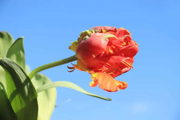 Tulipes Perroquet Jaune Orangé Gros Plan Avec Ciel Bleu Clair — Photo