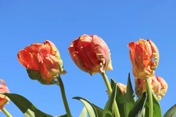 Pomarańczowy Żółty Papuga Tulipany Zbliżeniu Jasnym Błękitnym Niebem — Zdjęcie stockowe