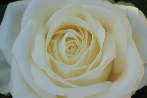 Gros Plan Une Seule Rose Blanche Dans Arrangement Floral — Photo