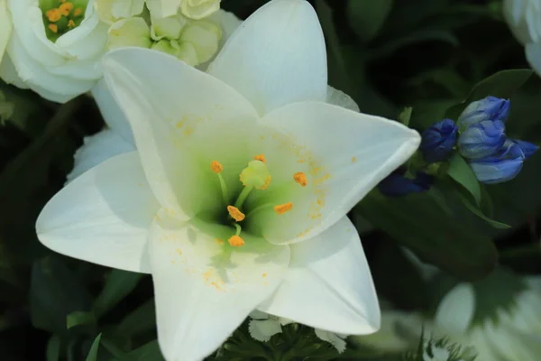 Gros Lys Blancs Dans Une Décoration Mariage Floral — Photo