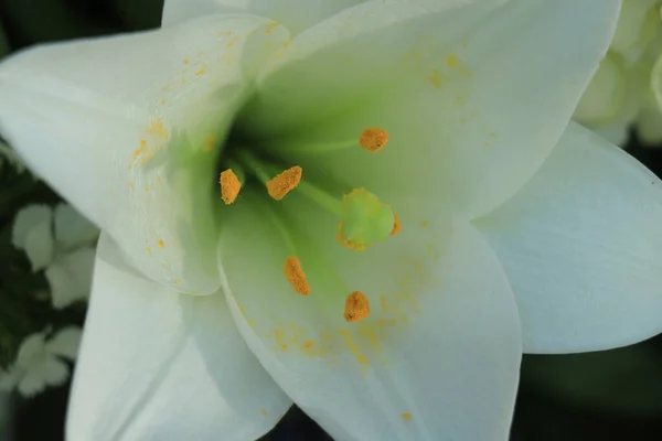 Gros Lys Blancs Dans Une Décoration Mariage Floral — Photo