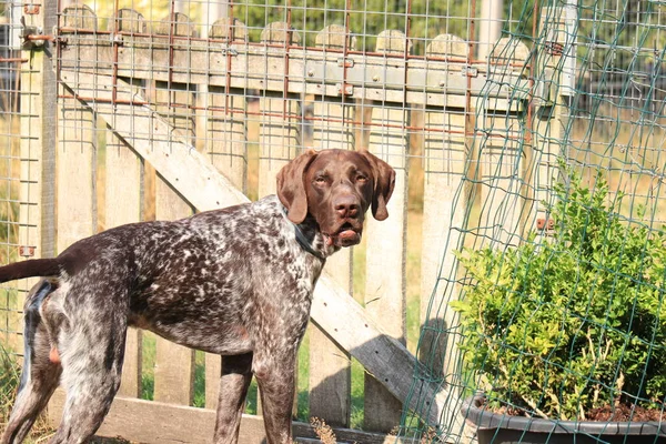 German Shorthaired Pointer Letni Pies Wątroba Biały Płaszcz Kleszczowy — Zdjęcie stockowe