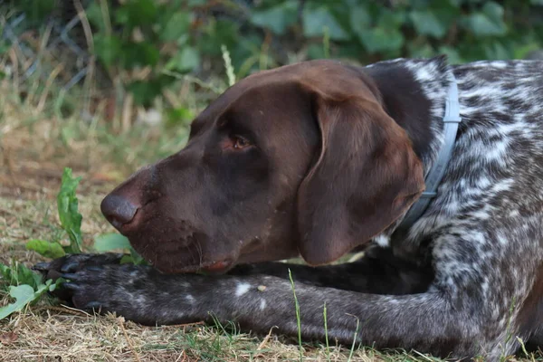 Alman Shorthair Pointer Yaşında Erkek Köpek Karaciğer Beyaz Manto — Stok fotoğraf