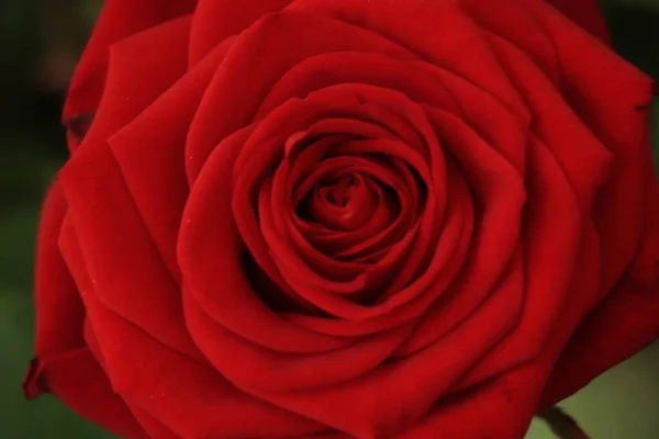 Bouquet Saint Valentin Rose Rouge Dans Vase Verre — Photo