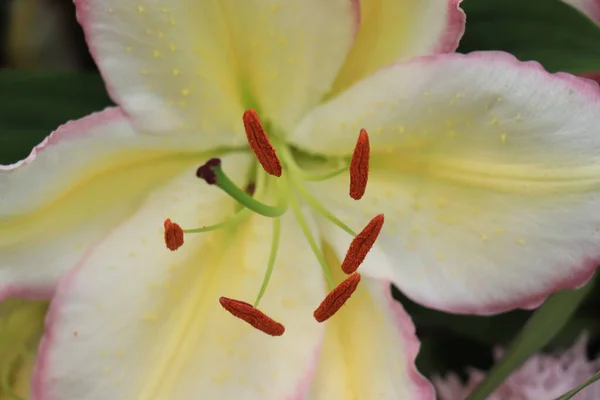 Gros Lys Blancs Jaunes Dans Arrangement Fleurs Pour Mariage — Photo