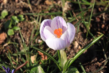 Bahar güneşinin erken saatlerinde saf mor tarla faresi