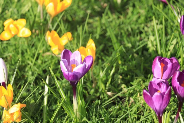 Groupe Crocus Violets Jaunes Dans Herbe — Photo