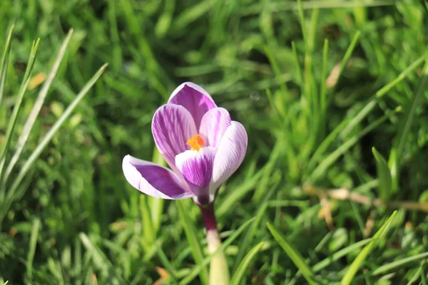 Enkel Lila Vit Rokus Gräset — Stockfoto