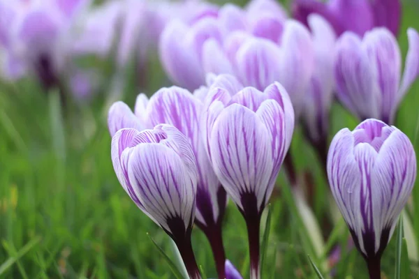 Group Purple Crocuses Grass — Stock Photo, Image