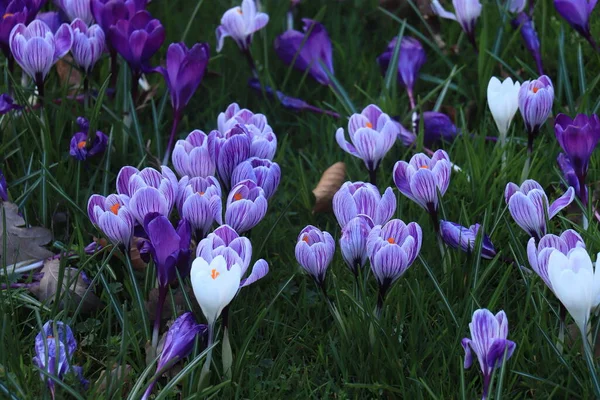 Groupe Crocus Blancs Violets Dans Herbe — Photo