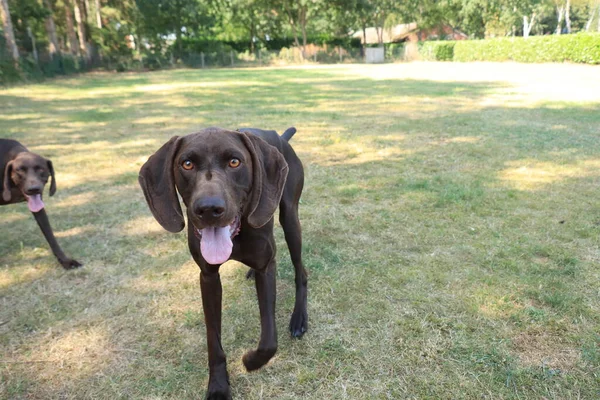 German Shorthaired Pointer Perro Macho Hígado Sólido Años — Foto de Stock