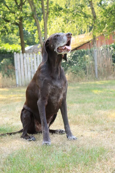 Duitse Kortharige Pointer Jaar Oud Senior Teef Hond — Stockfoto
