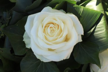 Çiçek aranjmanında tek bir beyaz güle yaklaş