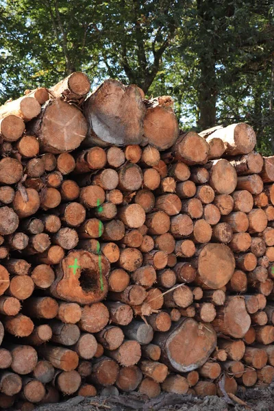 Grandes Pilas Leña Picada Bosque Francés —  Fotos de Stock