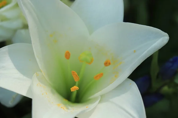 Gros Lys Blancs Dans Une Décoration Mariage Floral — Photo