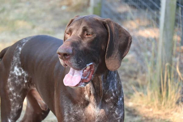 Γερμανική Shorthaid Pointer Ετών Αρσενικό Σκυλί Συκώτι Και Λευκό Ticked — Φωτογραφία Αρχείου