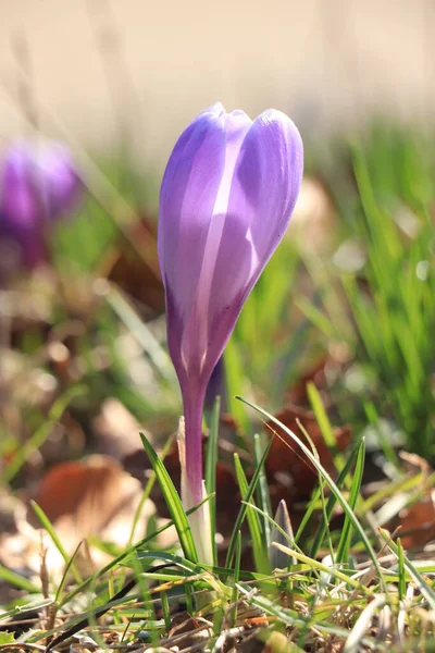 Cocodrilo Púrpura Pura Principios Primavera Luz Del Sol —  Fotos de Stock