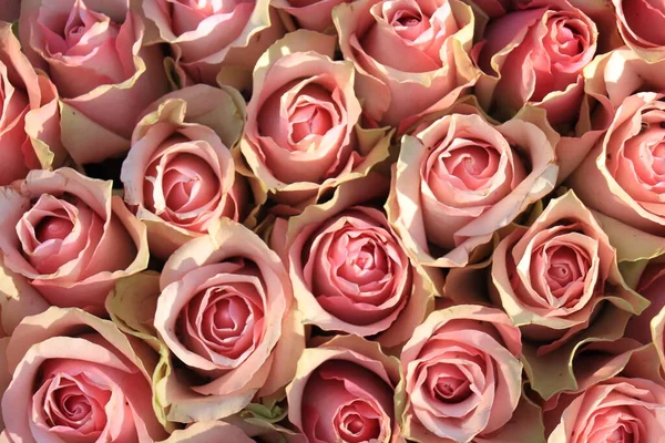 新婚花束中新鲜淡粉玫瑰 — 图库照片