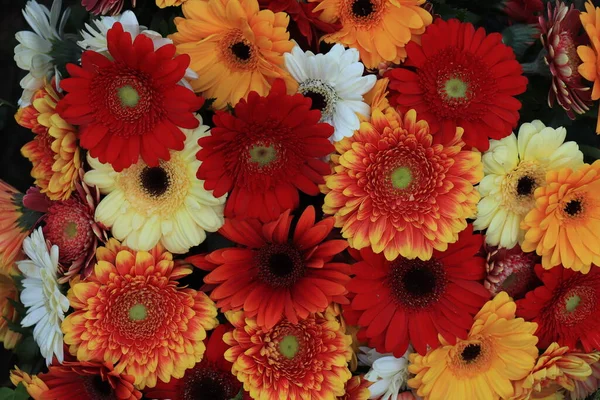 Blandat Blomsterarrangemang Olika Gerbera Olika Färger För Ett Bröllop — Stockfoto