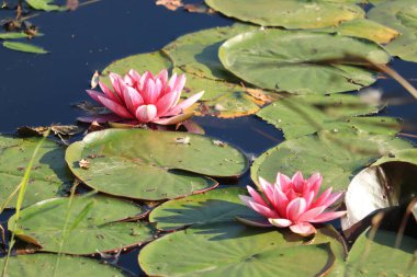 Pembe nilüferler güneşli bir gölde yüzerler
