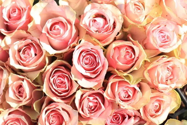 Rosas Rosa Pálidas Frescas Arranjo Flores Nupciais — Fotografia de Stock
