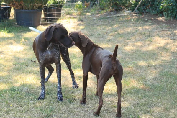 German Shorthaired Pointers Year Old Male Year Old Female — Foto Stock