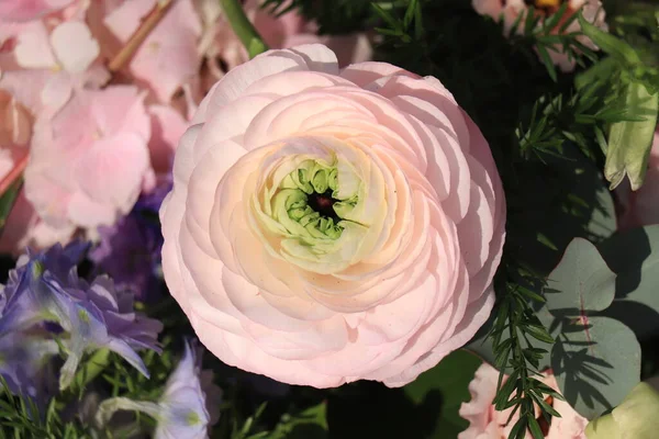 Ranunculus Rosa Grande Ramo Boda —  Fotos de Stock