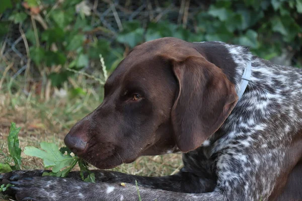 Tyska Stenografien Pointer Gammal Hanhund Lever Och Vit Tickad Rock — Stockfoto