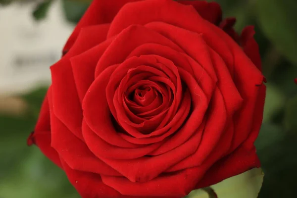 Een Rode Roos Valentijnsdag Boeket Een Glazen Vaas — Stockfoto