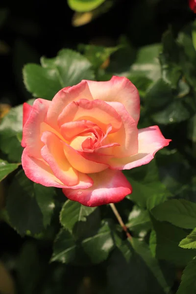 Close Van Een Enkele Roze Roos Late Namiddag Licht — Stockfoto